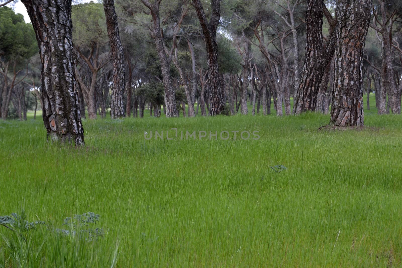 grass and trunks. Casa de campo, Madrid, Spain