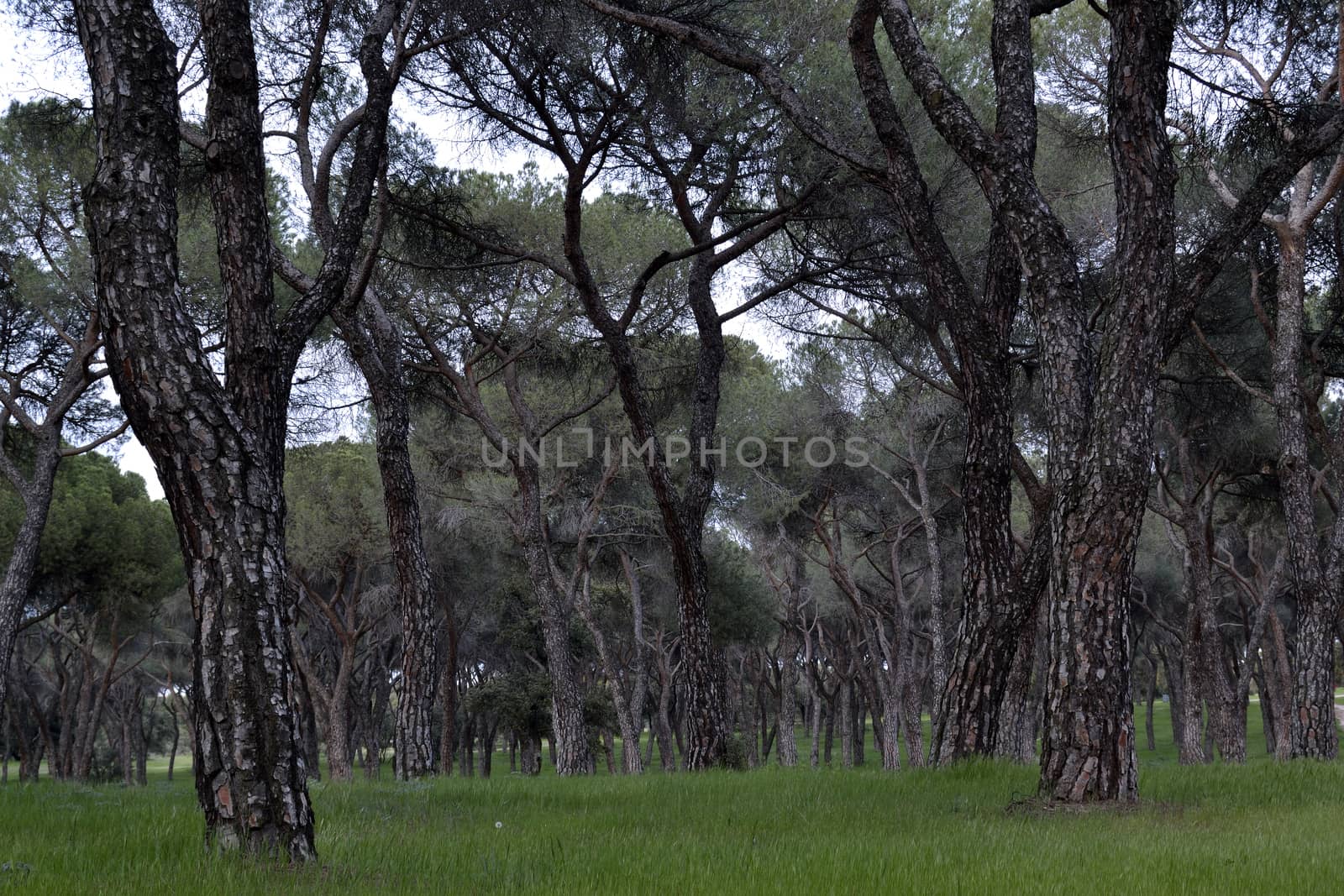 Pines forest. Casa de campo, Madrid, Spain