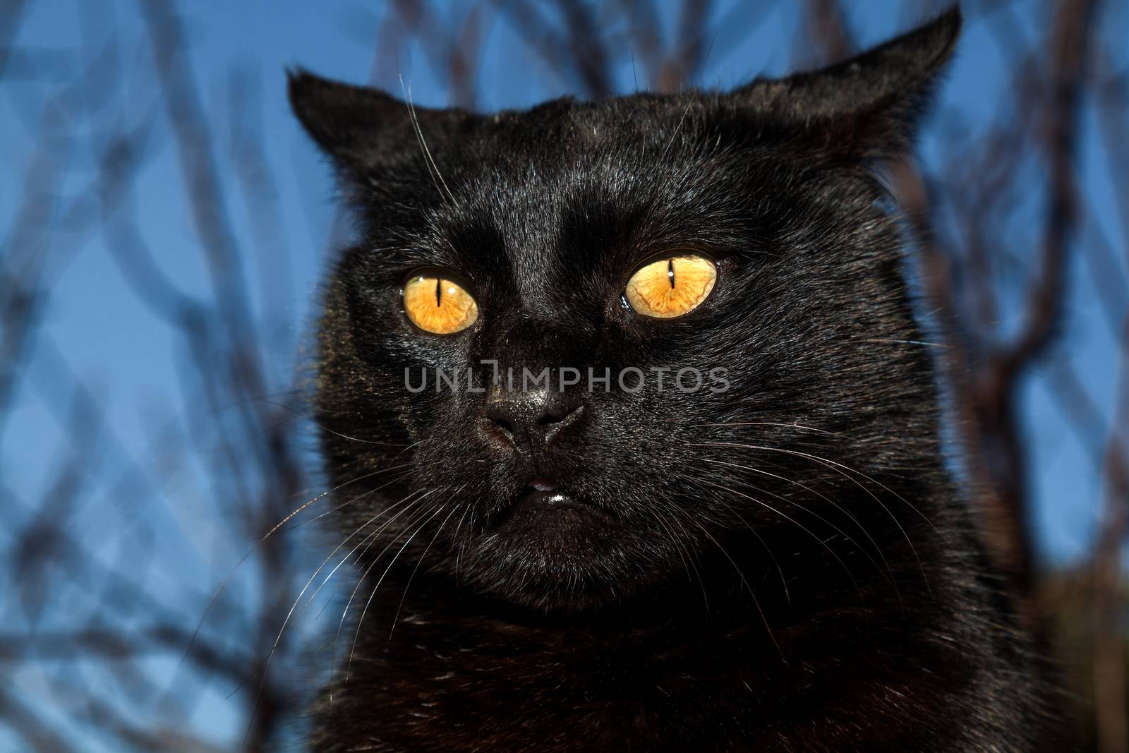 Black cat on a rooftop