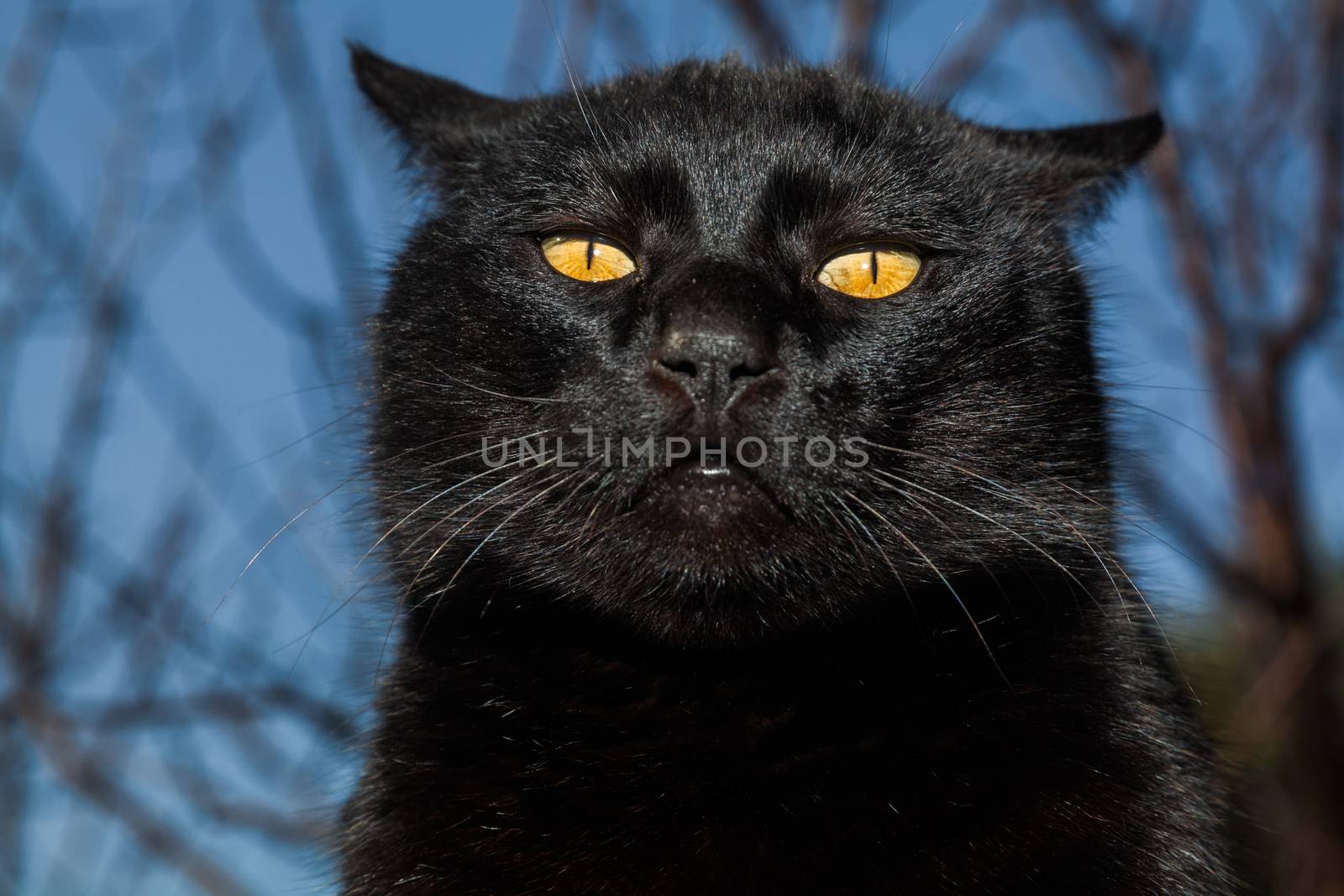 Black cat on a rooftop