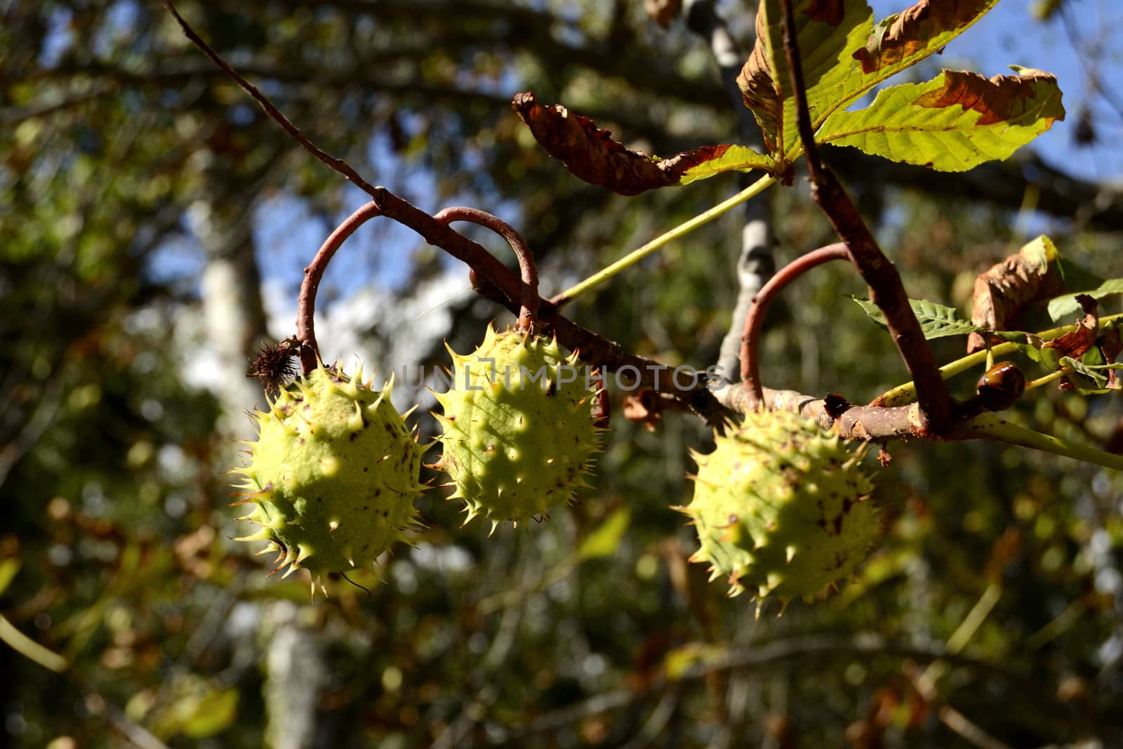 three chestnuts on a branch, fall.