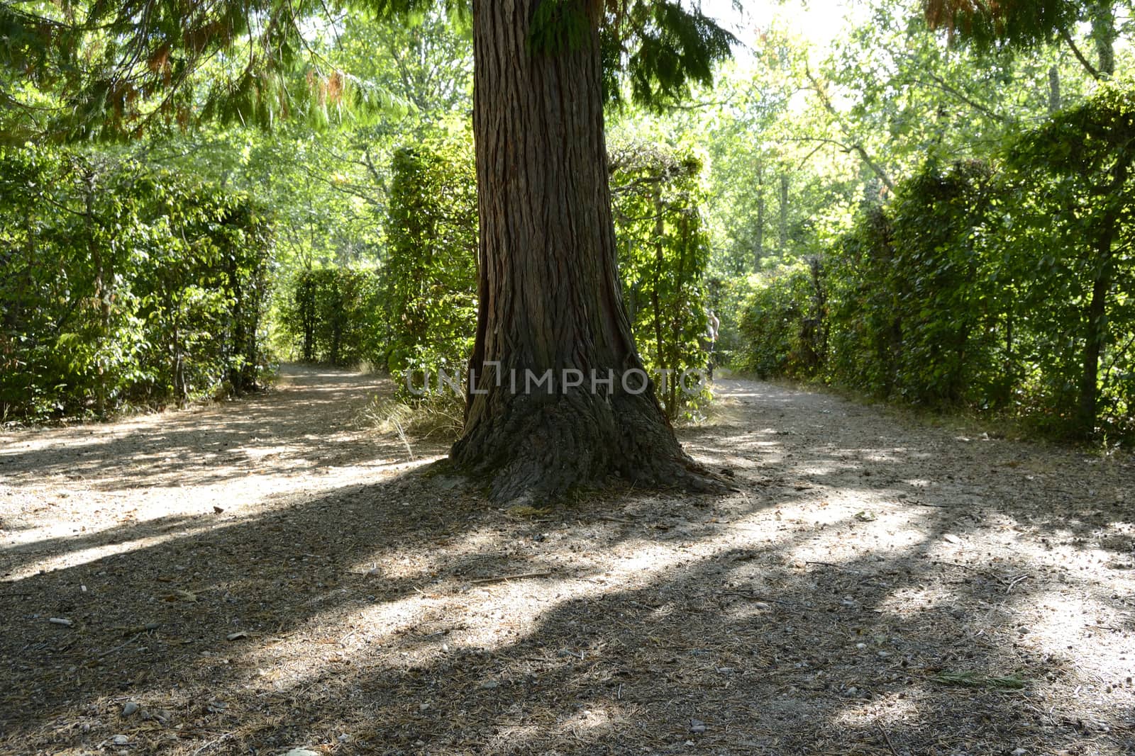 two paths in forest labyrinth. Gardens of la granja de San Ildefonso. Spain