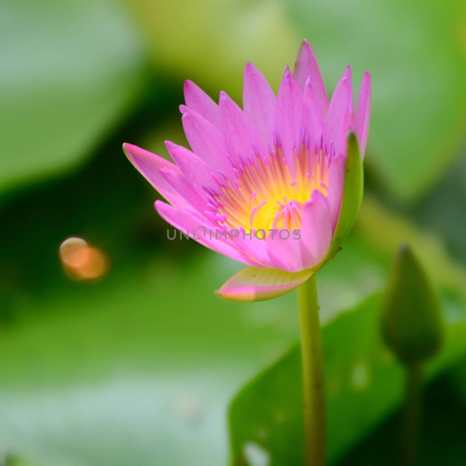 Pink lotus flower