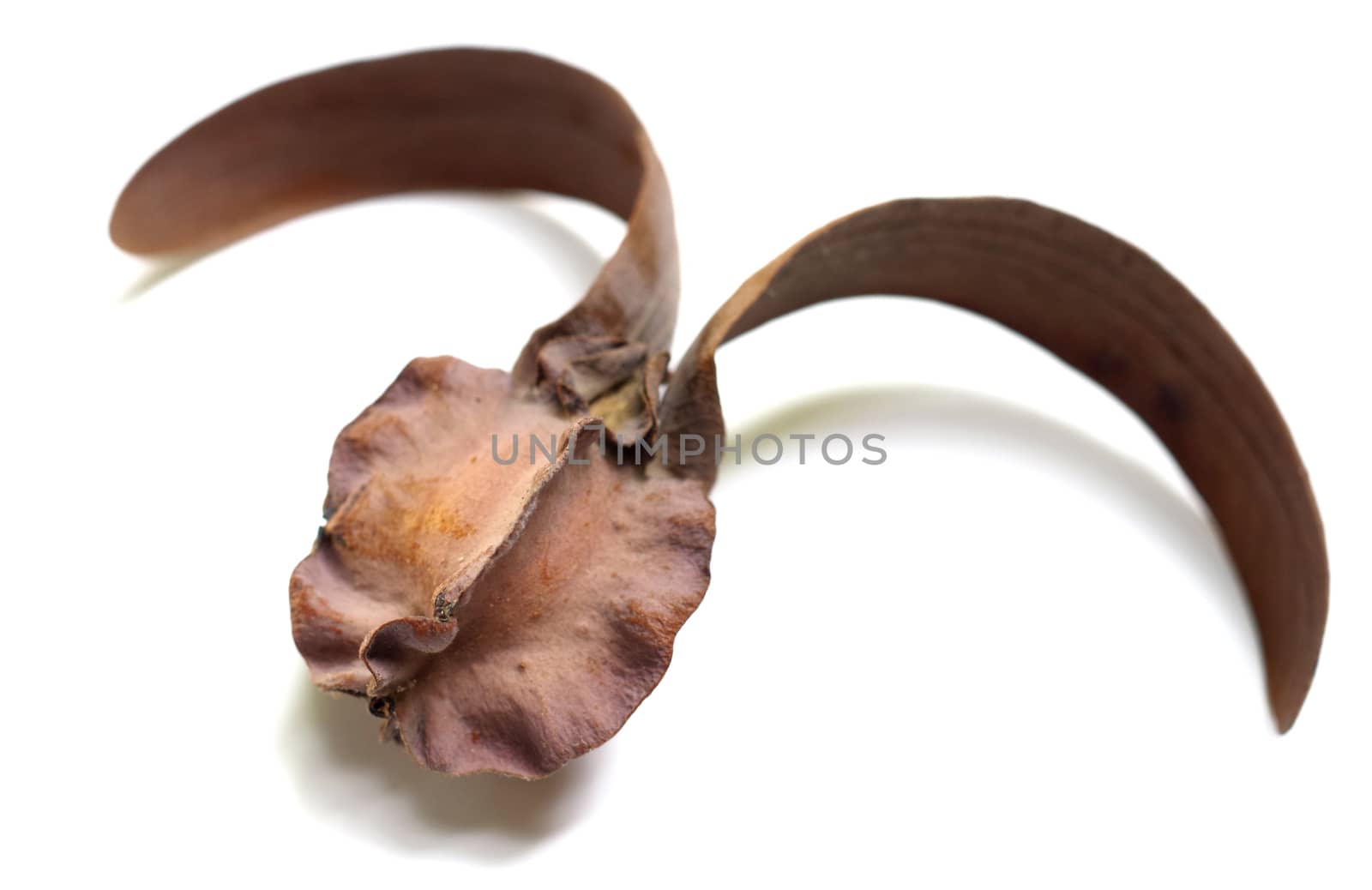 dry dipterocarpus flower isolate on white  by pixbox77