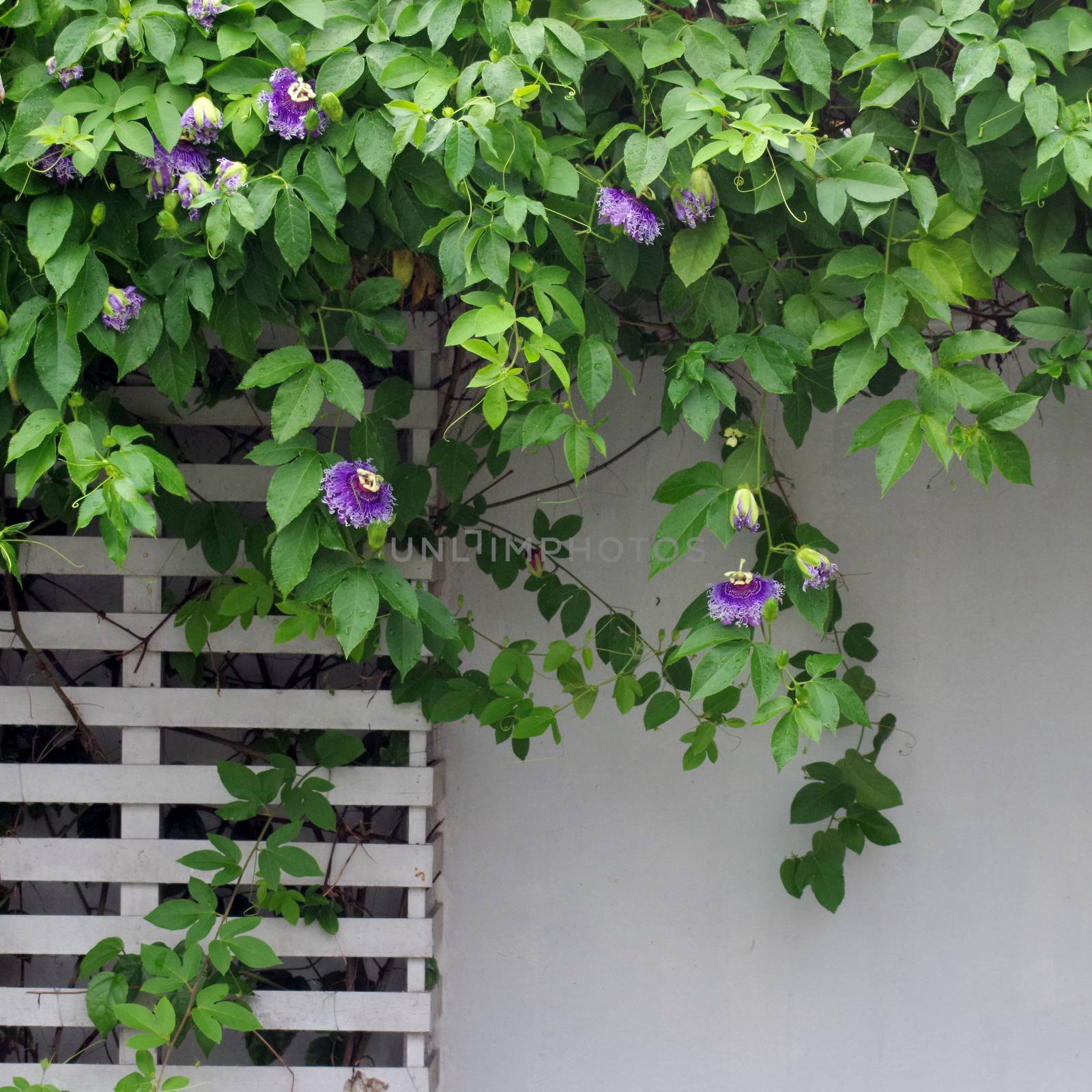 Passion flower, Passiflora x alato-caerulea Lindl.