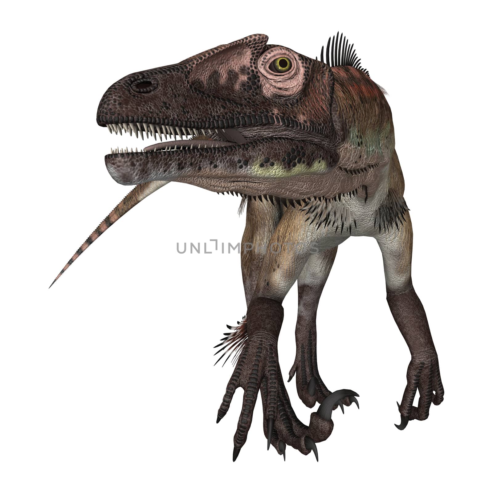 3D digital render of a curious dinosaur utahraptor looking down isolated on white background