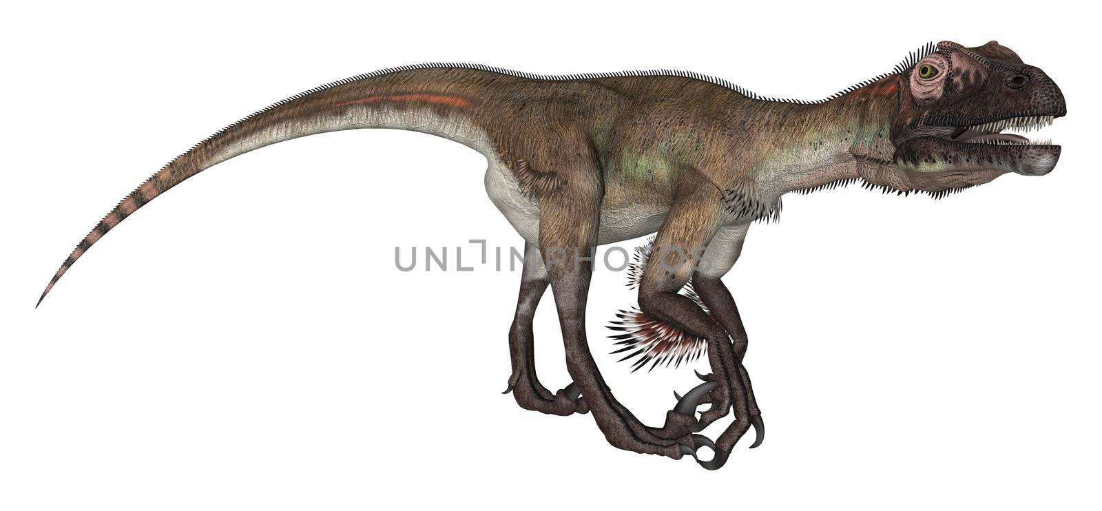 3D digital render of a curious dinosaur utahraptor looking down isolated on white background