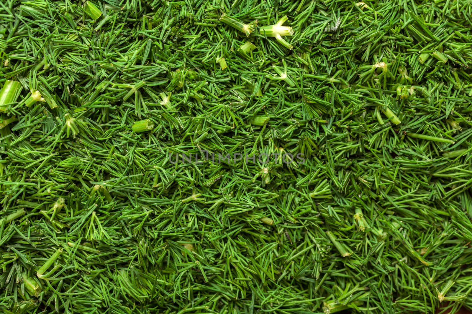 Fresh dill sprigs on wooden board cutting with knife