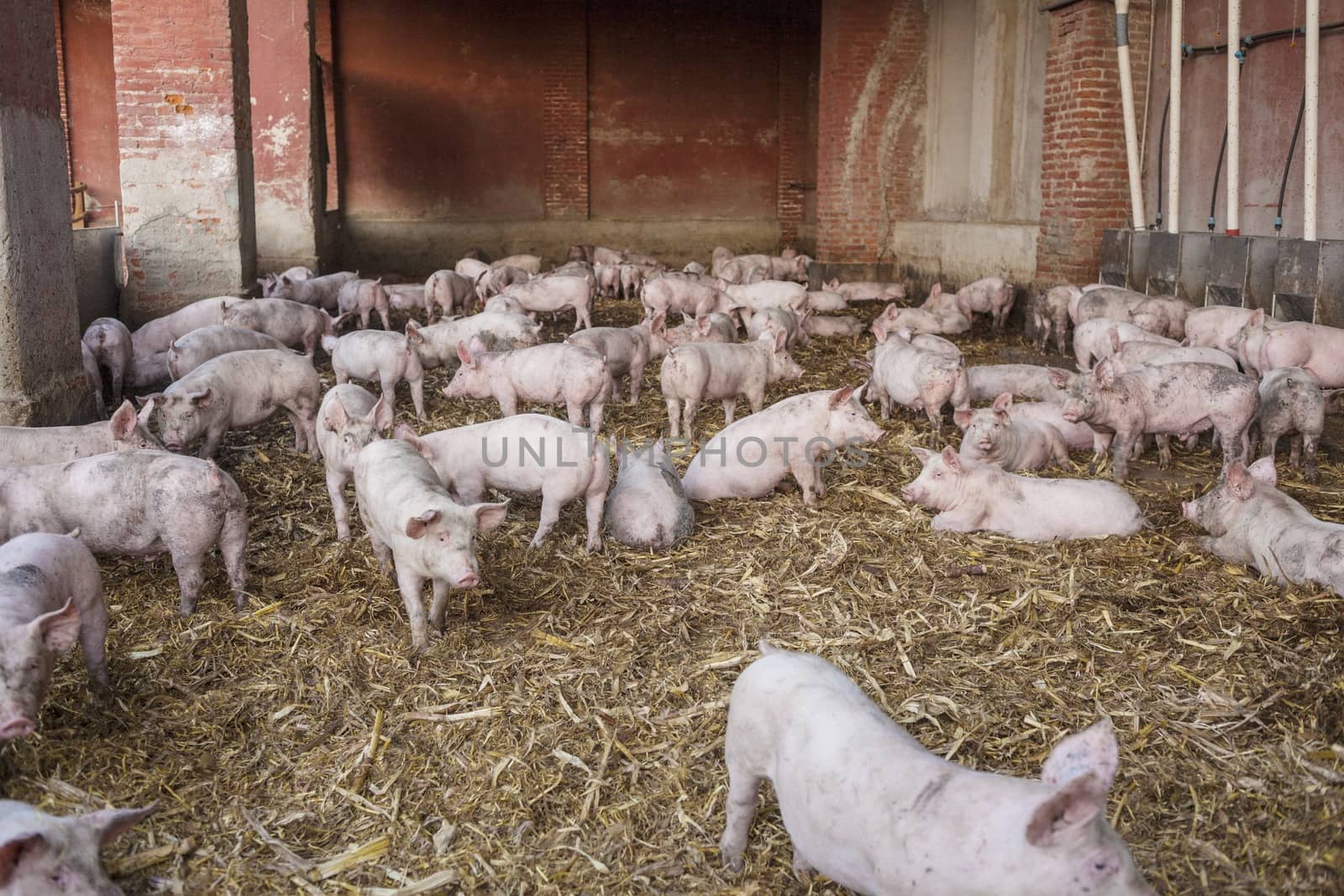 Picture of a pig shed with a group of pigs