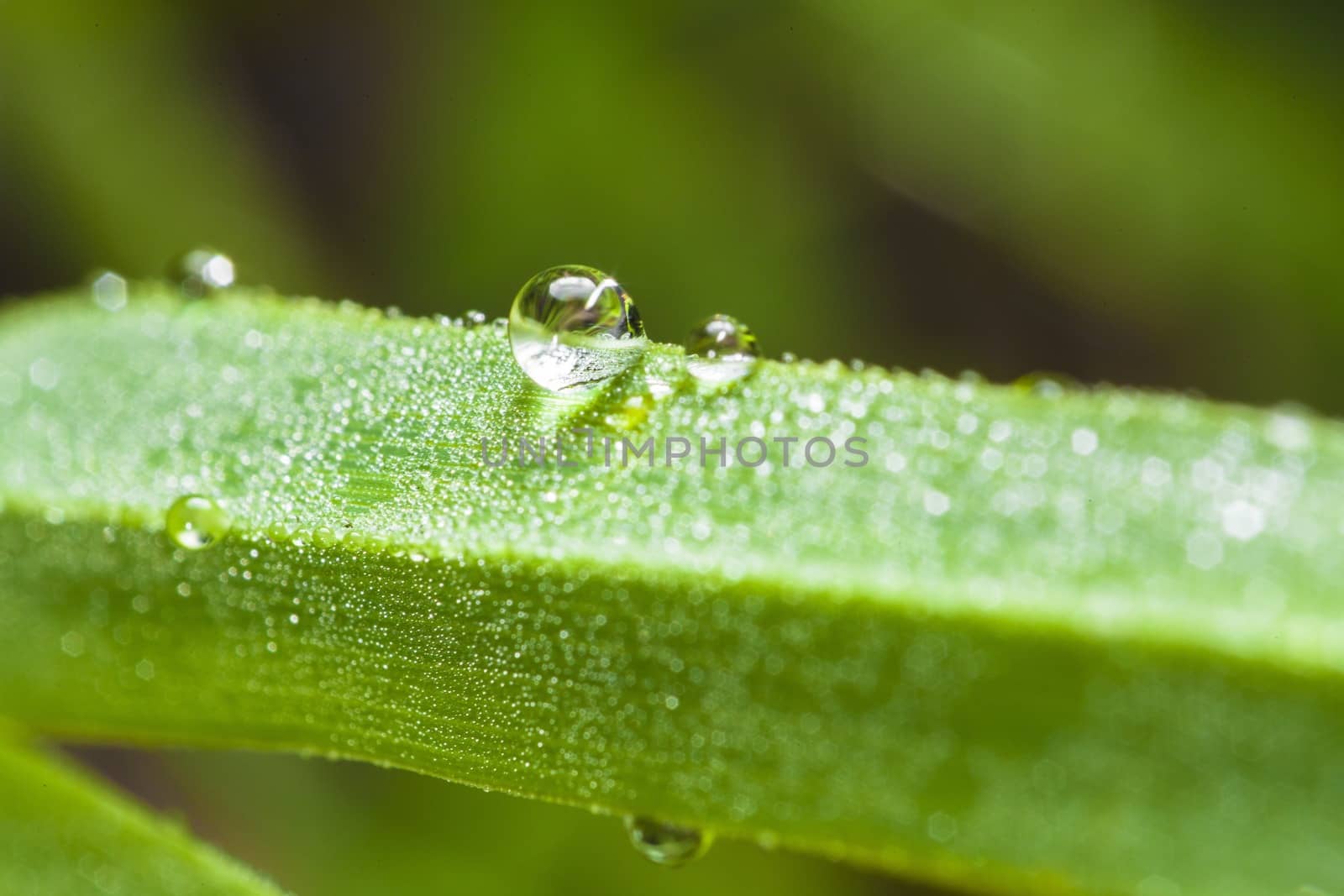 Macro picture of water drops on grass