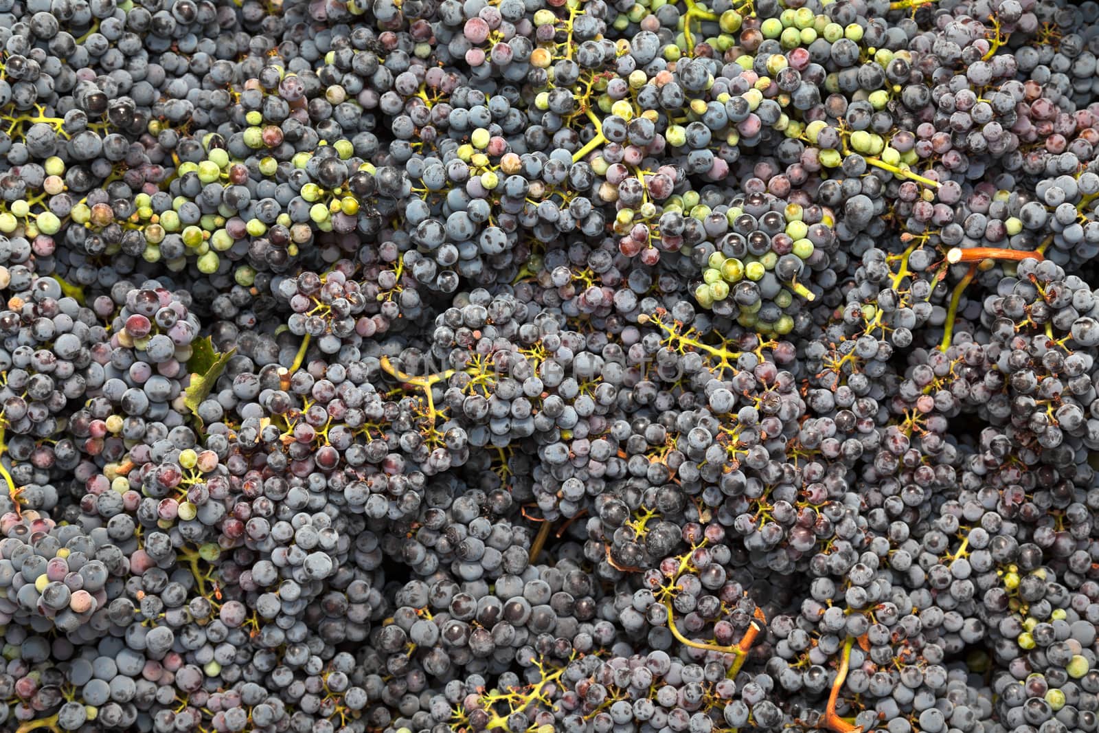 Crates of hand-picked grapes in a vineyard