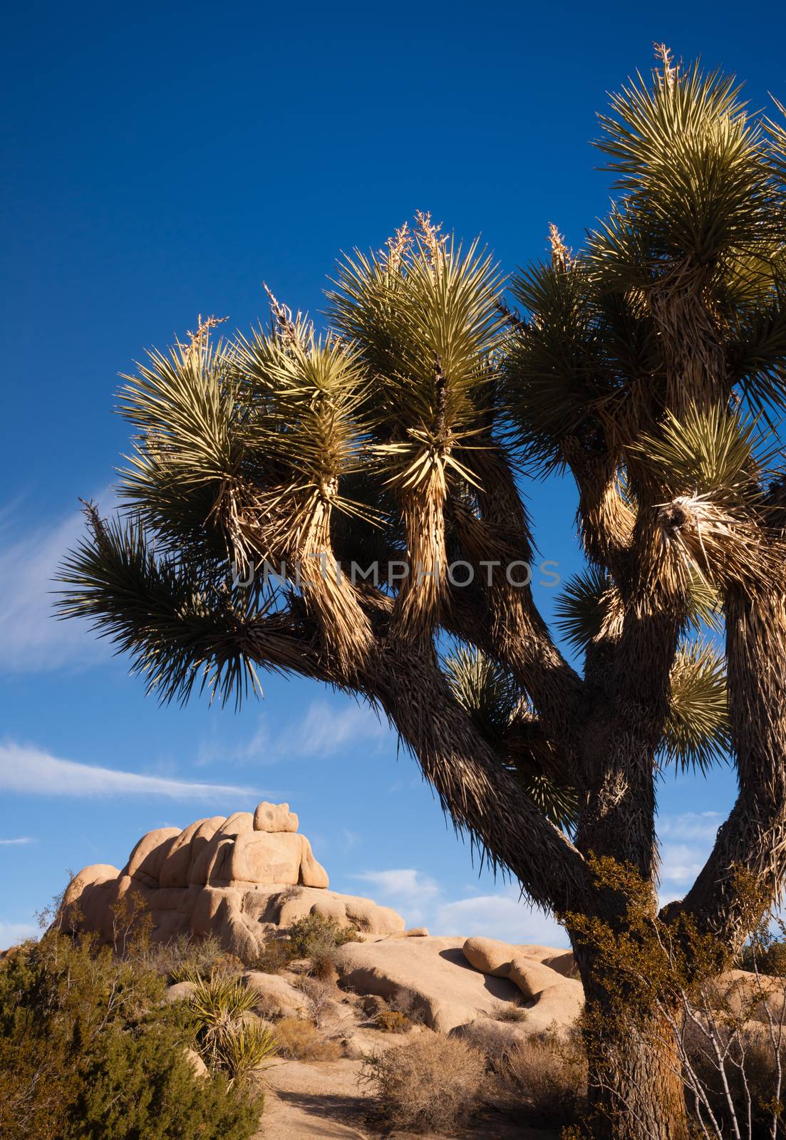 Joshua Tree Sunrise Cloud Landscape California National Park by ChrisBoswell