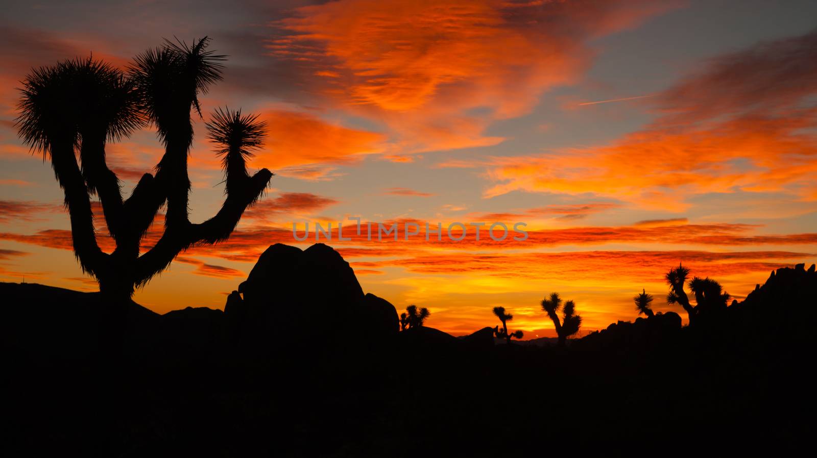 Joshua Tree Sunset Cloud Landscape California National Park  by ChrisBoswell