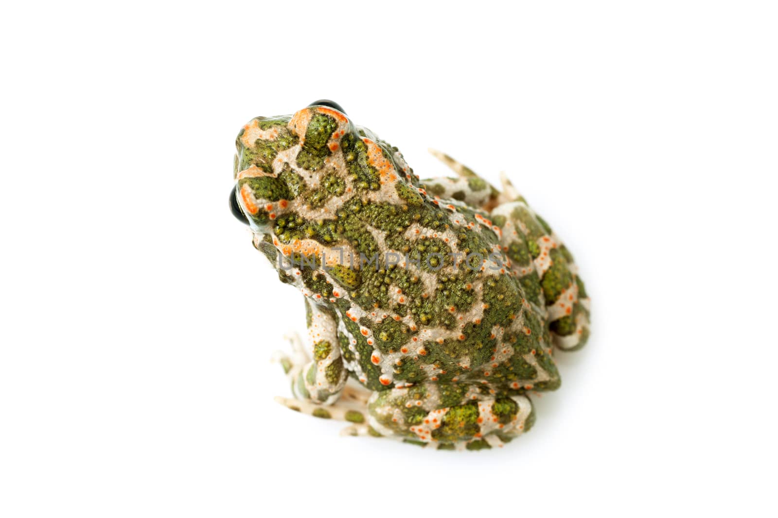 Green toad (Bufo viridis) isolated on white background by Portokalis