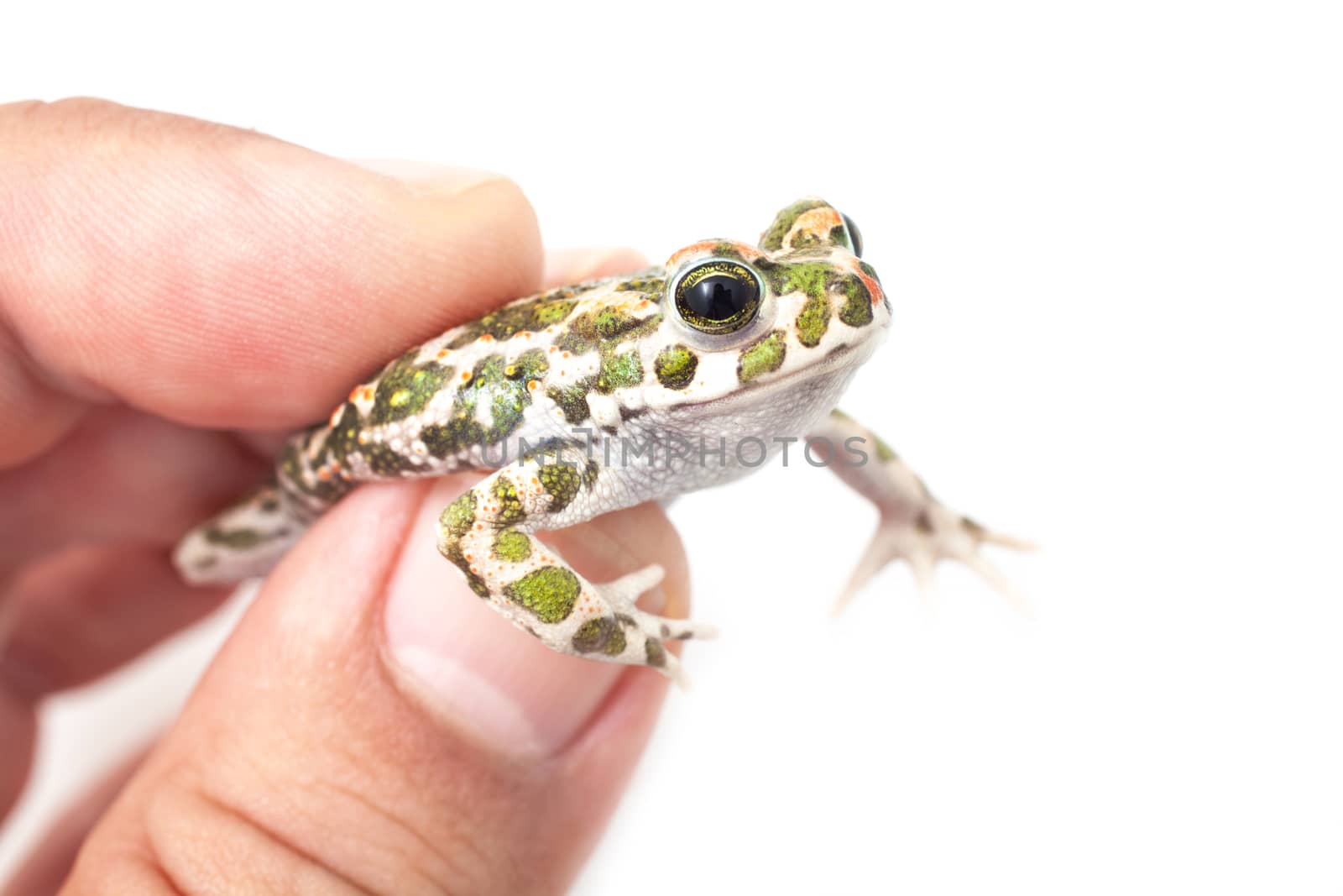 Green toad (Bufo viridis) isolated on white background by Portokalis