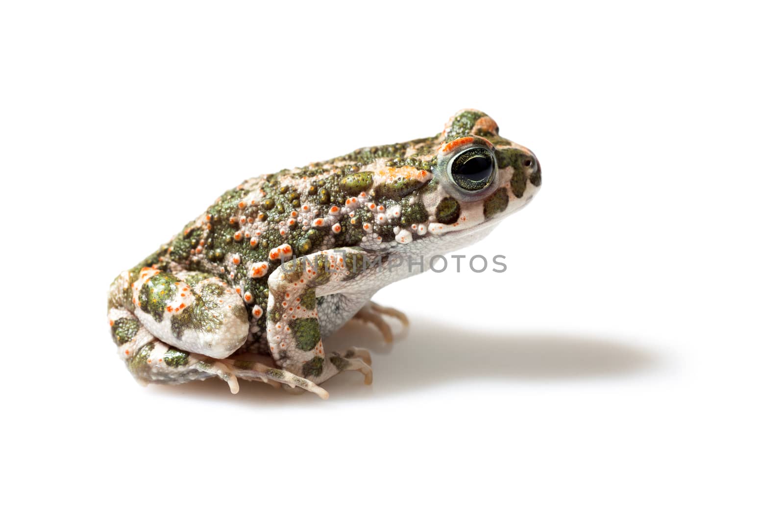 Green toad (Bufo viridis) isolated on white background by Portokalis