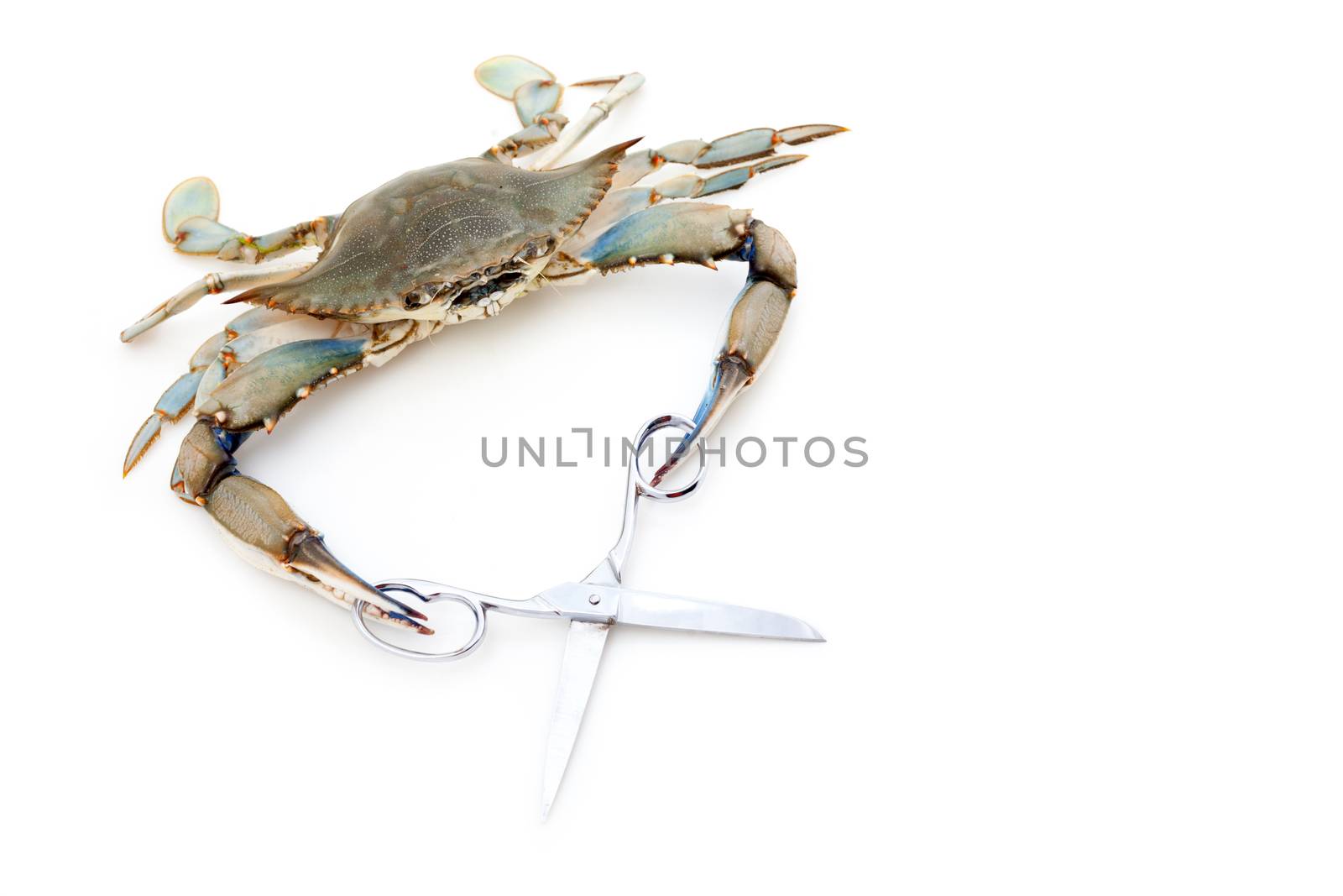 Blue crab holding a scissors