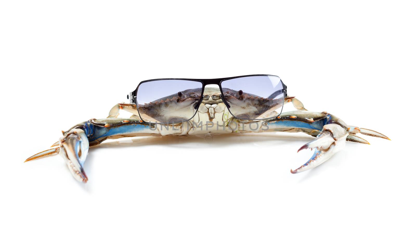 Blue crab wearing sunglasses