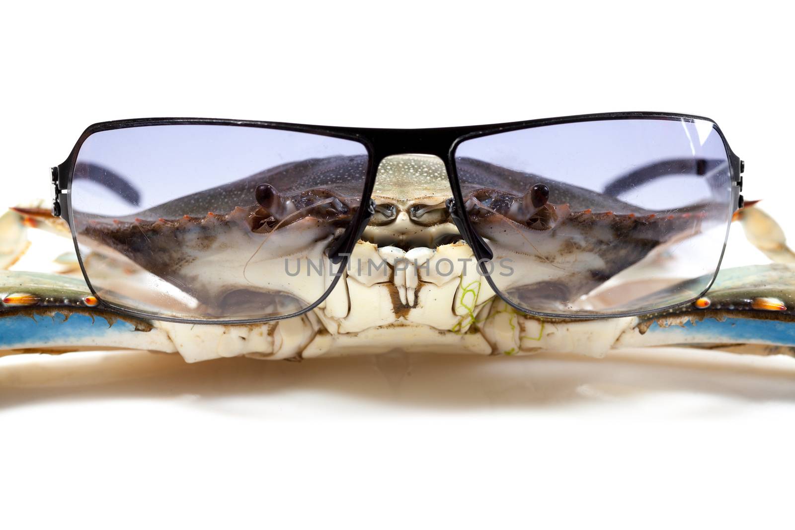 Blue crab wearing sunglasses