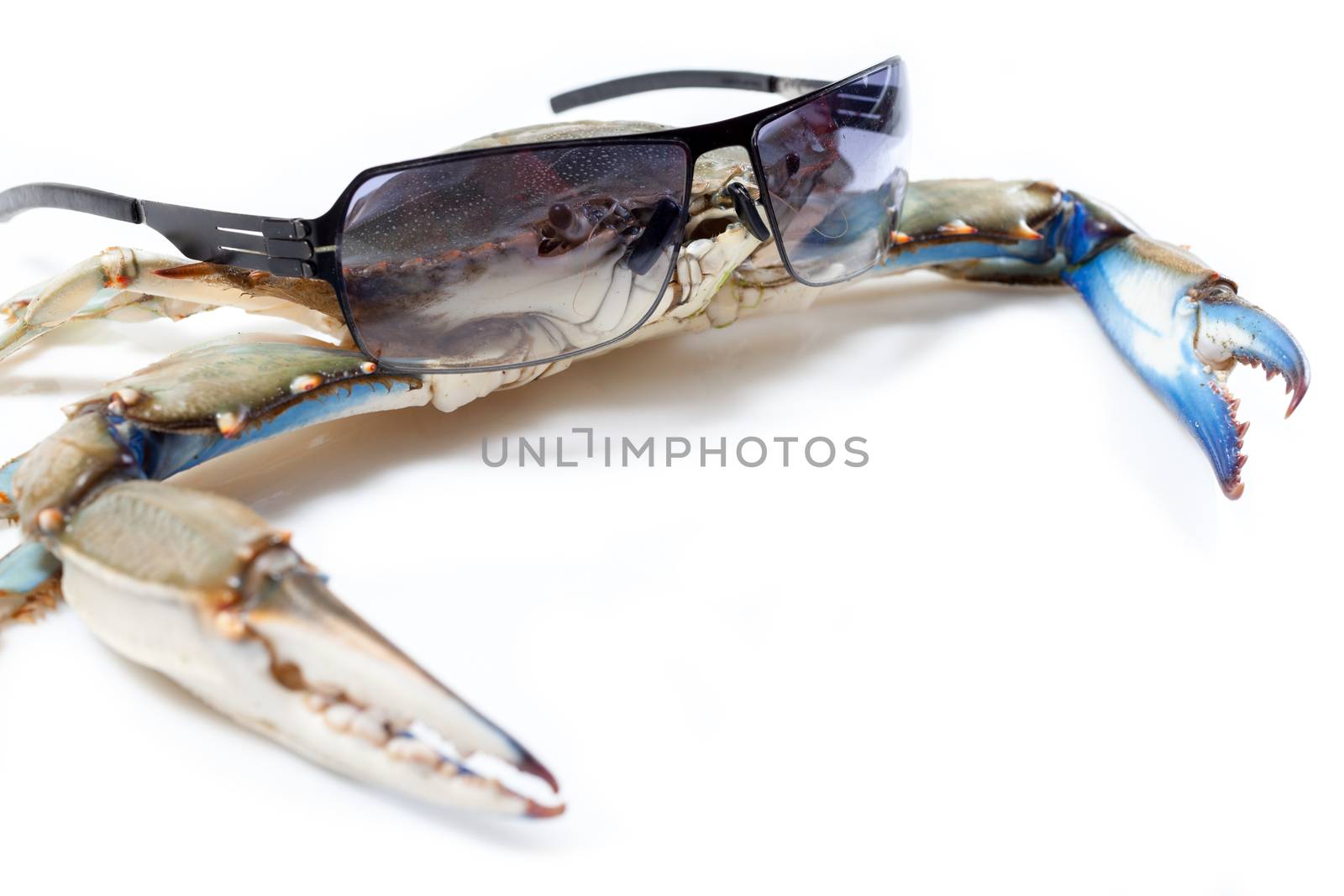 Blue crab wearing sunglasses by Portokalis