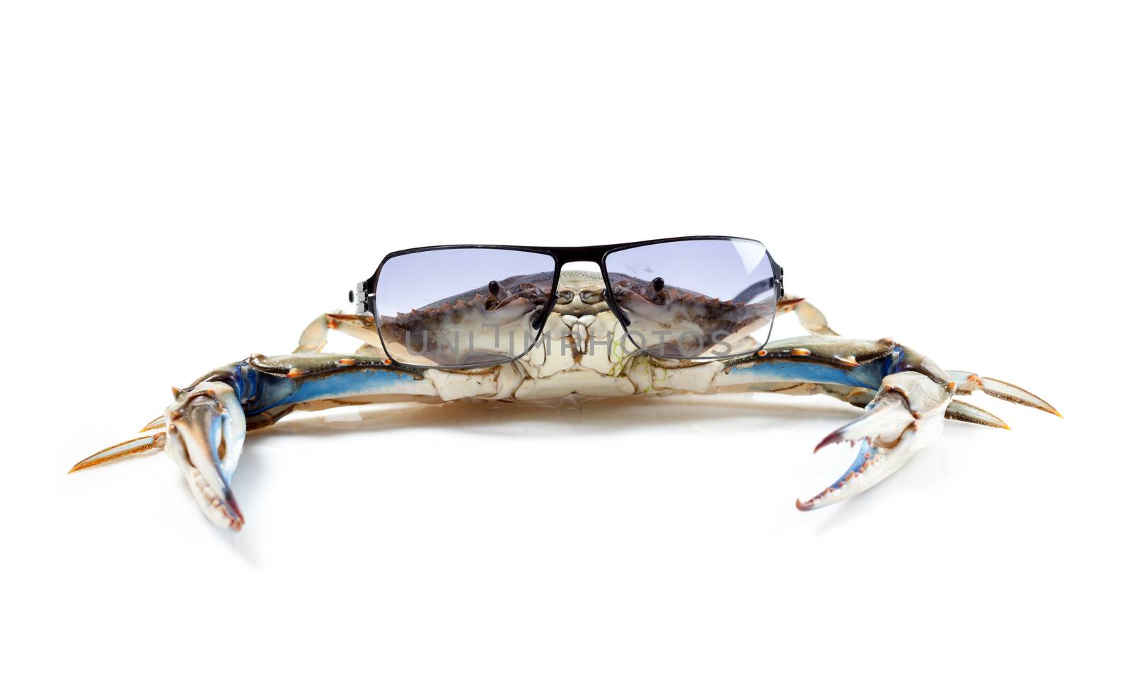 Blue crab wearing sunglasses by Portokalis