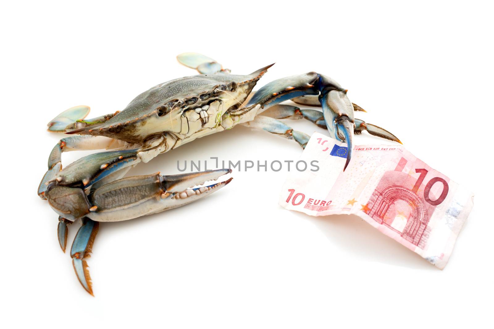 Blue crab holding a banknote of 10 Euro