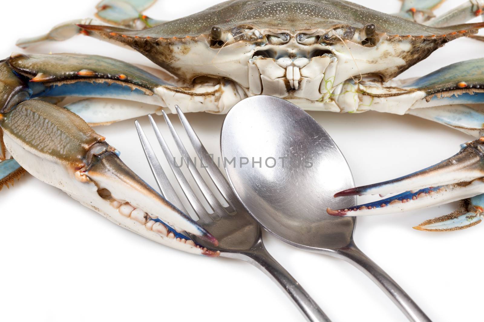 Blue crab on white background with fork and spoon by Portokalis