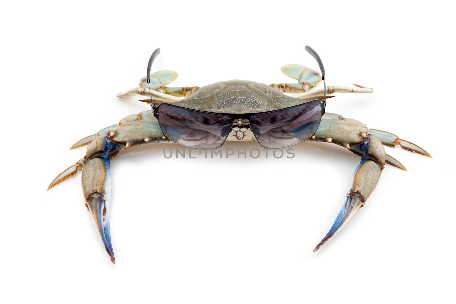 Blue crab wearing sunglasses by Portokalis
