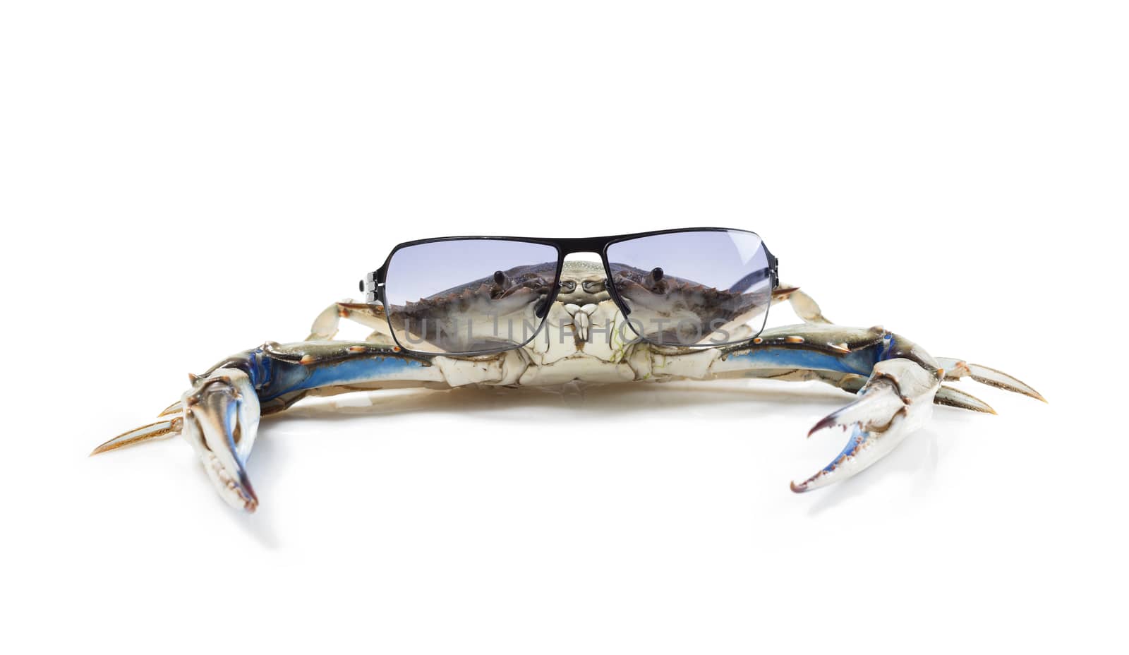 Blue crab wearing sunglasses