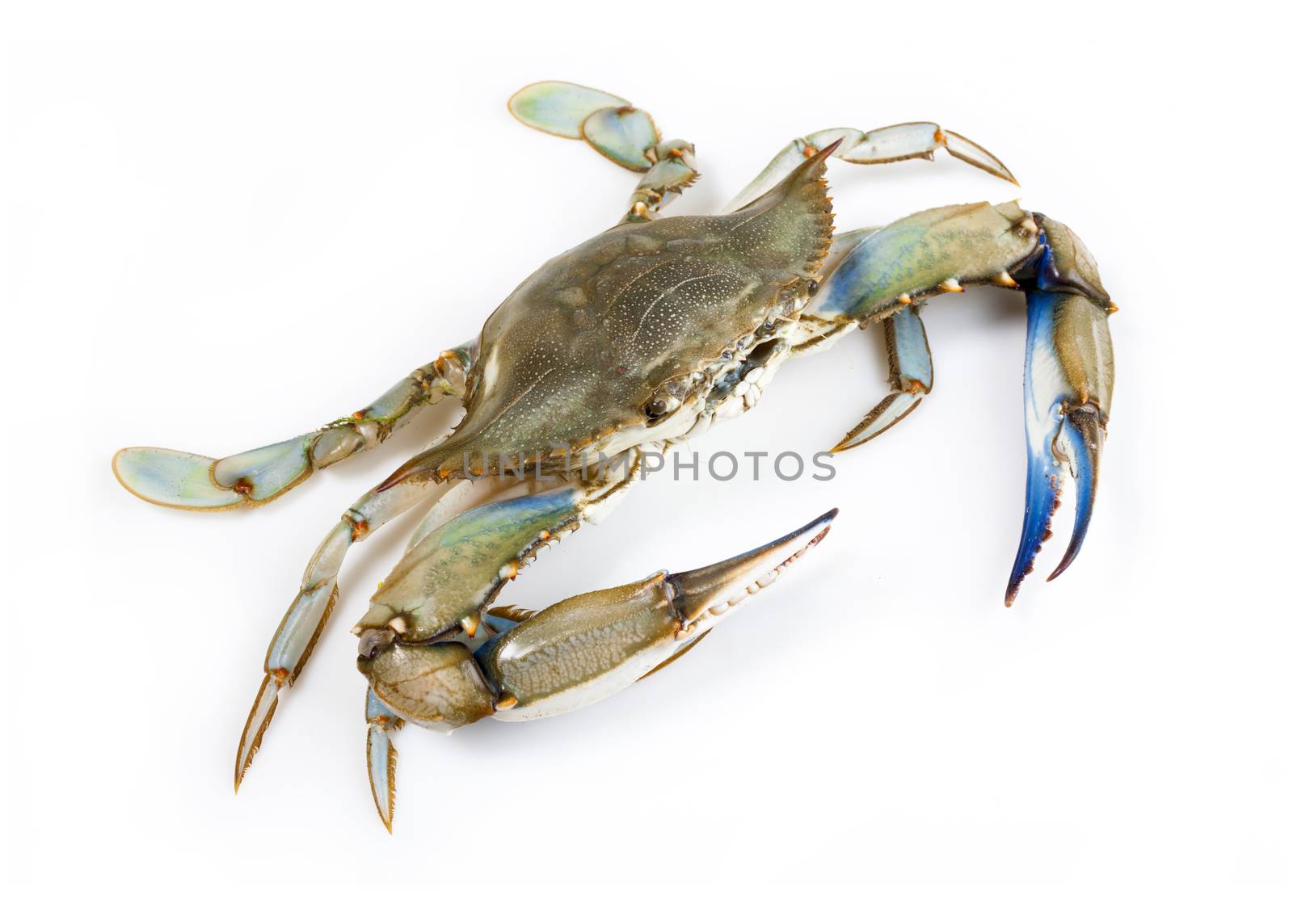 Blue crab on white background