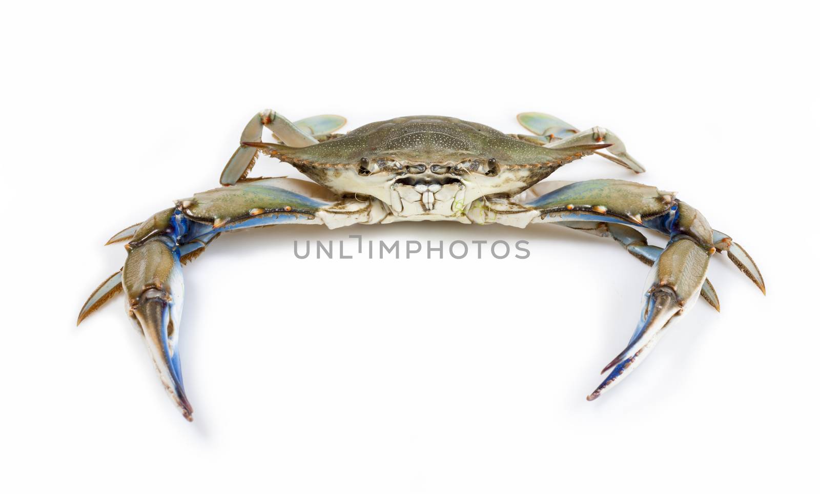 Blue crab by Portokalis