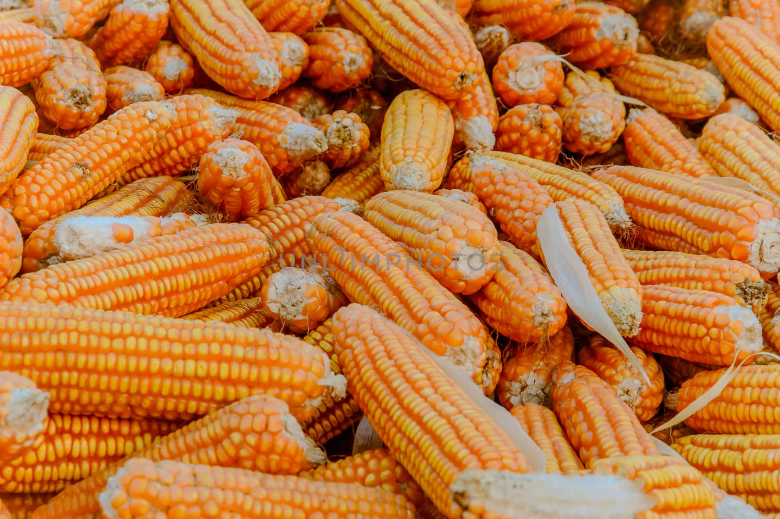 pile of ripe corn. Corn harvest background