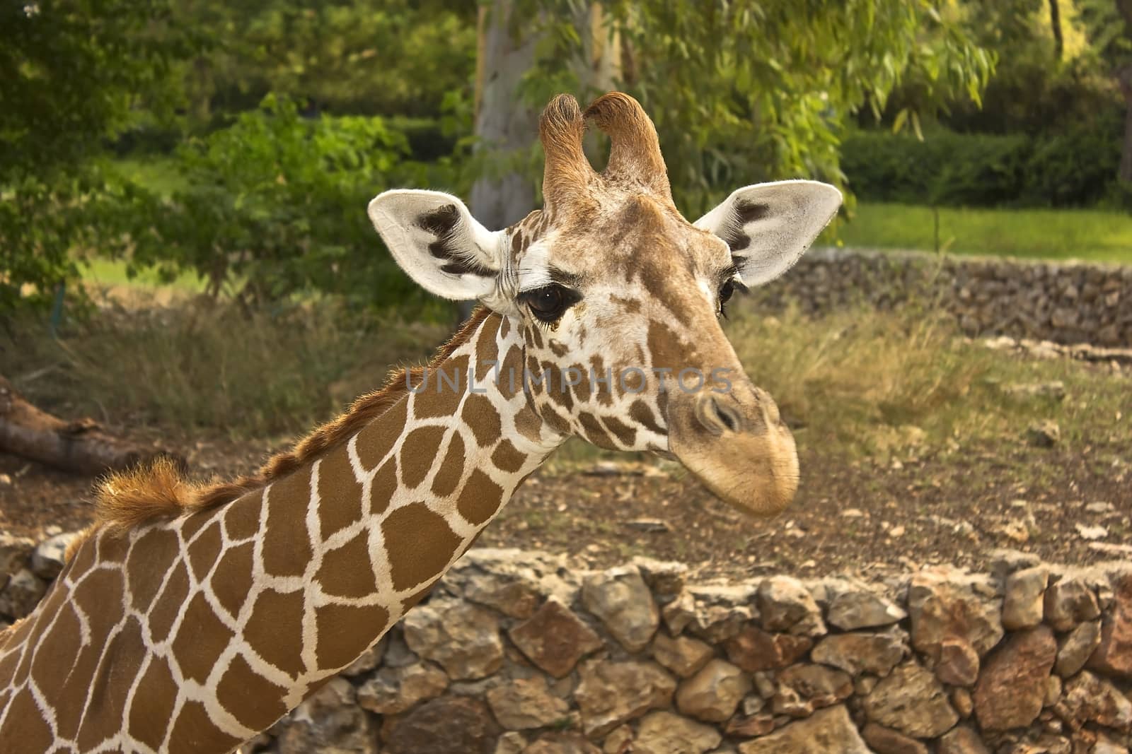 head of young giraffe at the zoo