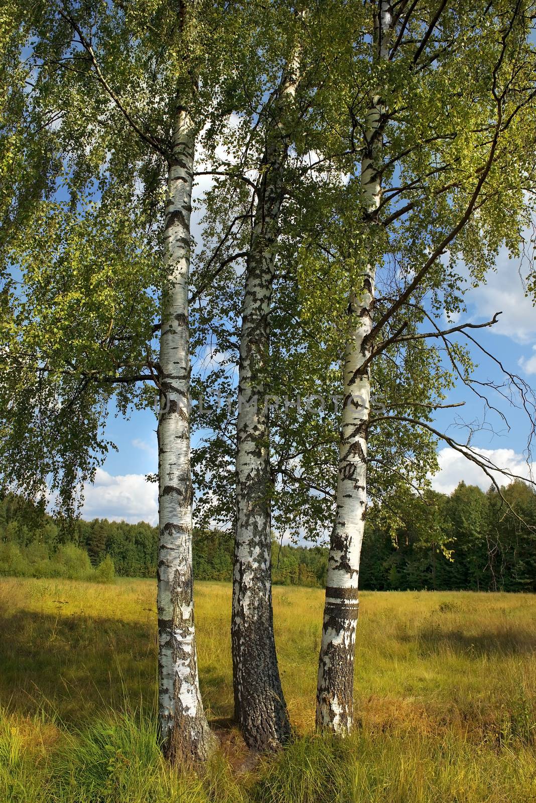 landscape with russian birches by irisphoto4