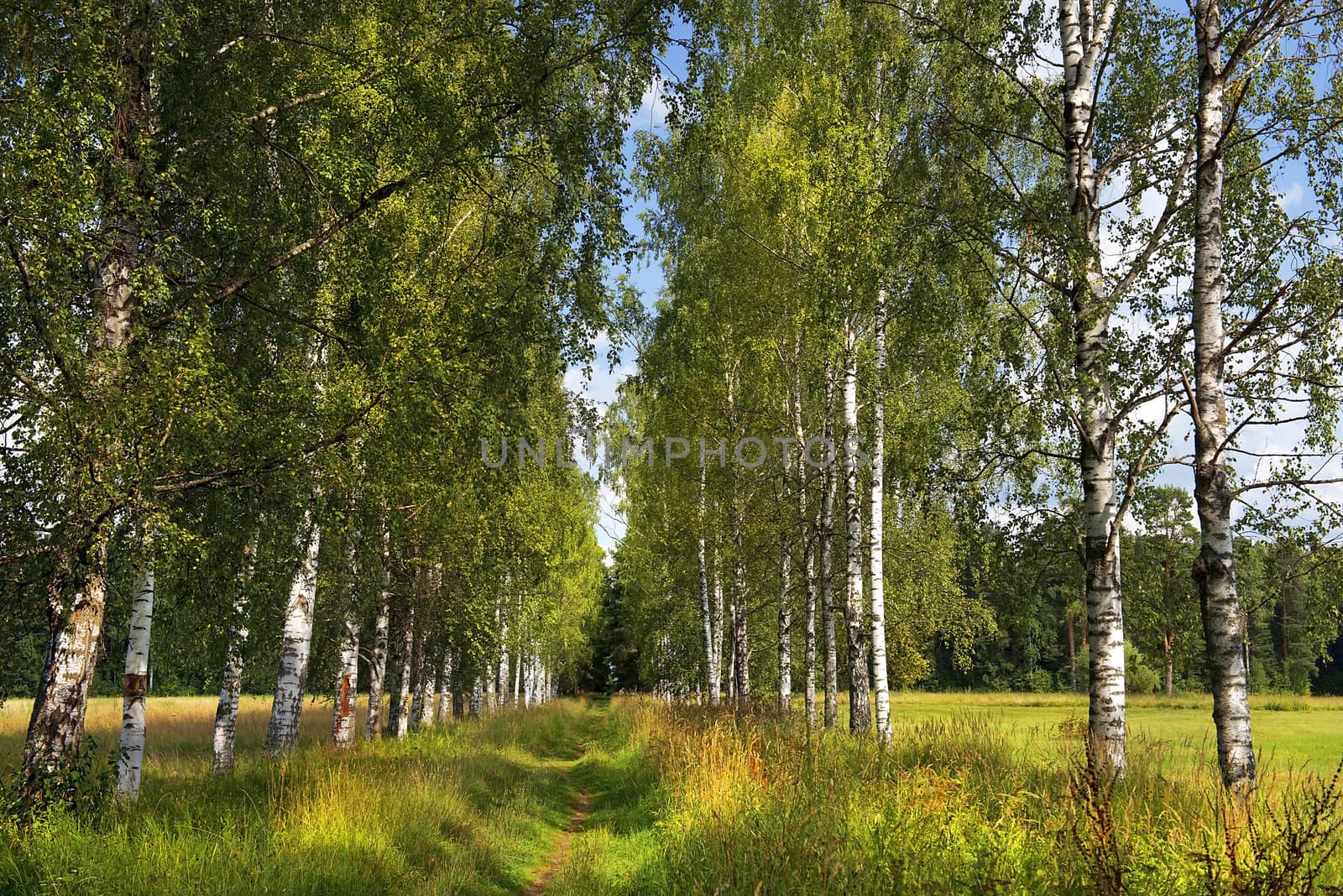 picturesque landscape with russian birches in Pavlovsk park, neighborhood of Saint Petersburg, Russia