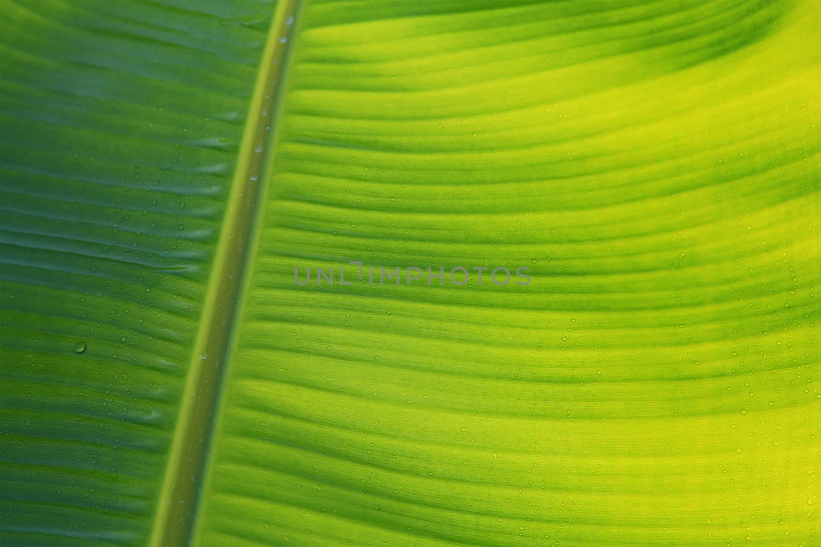 Banana leaf by foto76