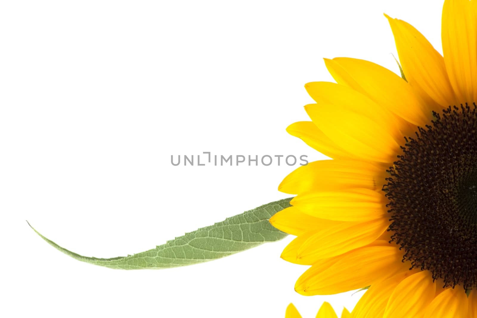 Yellow sunflower isolated on white background