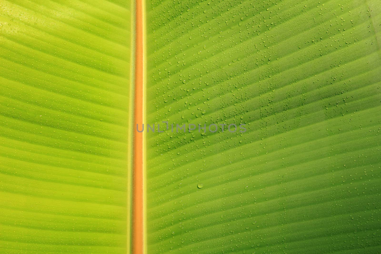 Banana leaf by foto76