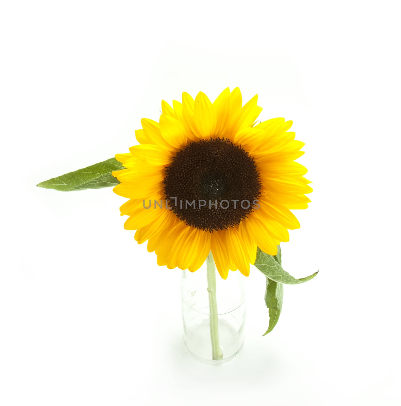 Yellow sunflower by Portokalis
