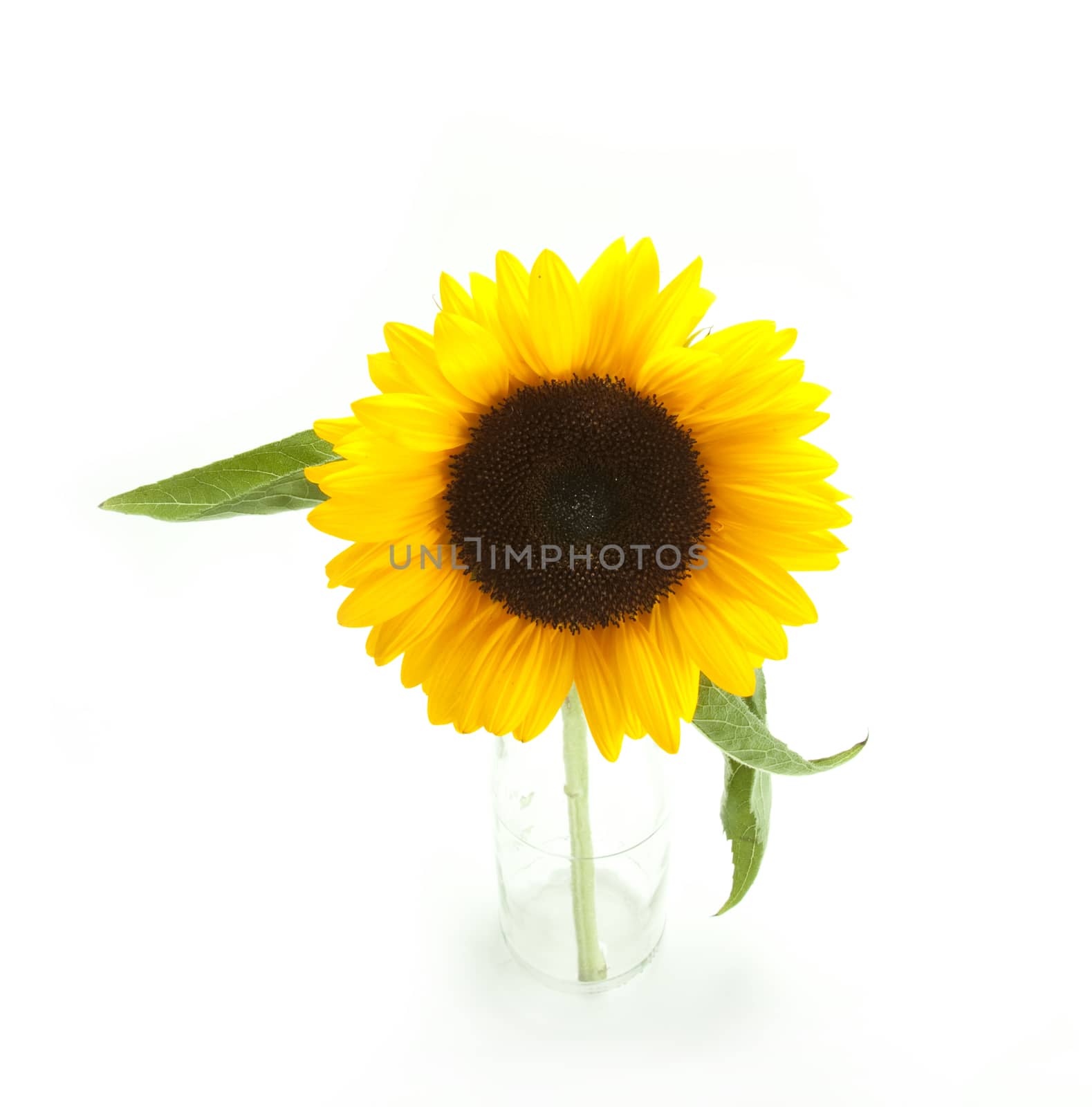 Yellow sunflower isolated on white background