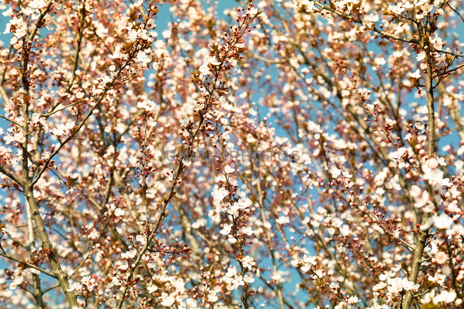 Blooming tree in blue sky