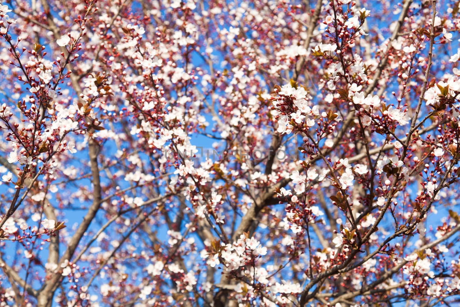 Blooming tree in blue sky