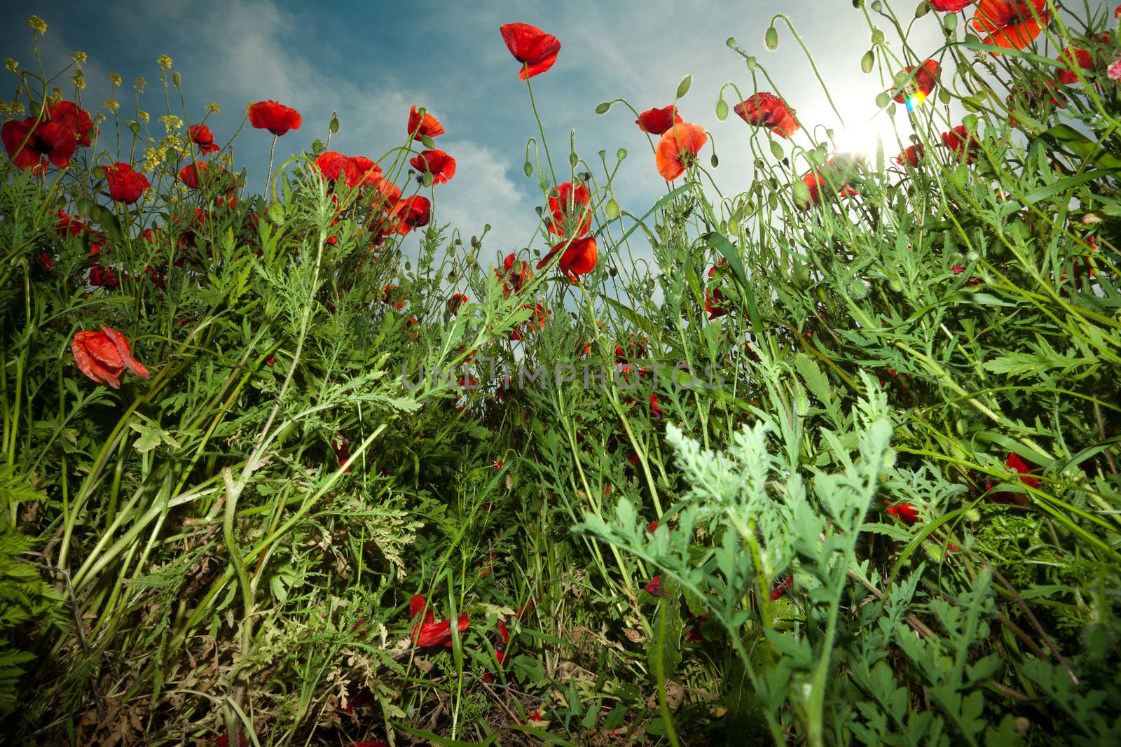 Poppy flowers against the blue sky. Flower meadow in springtime. Nature composition.