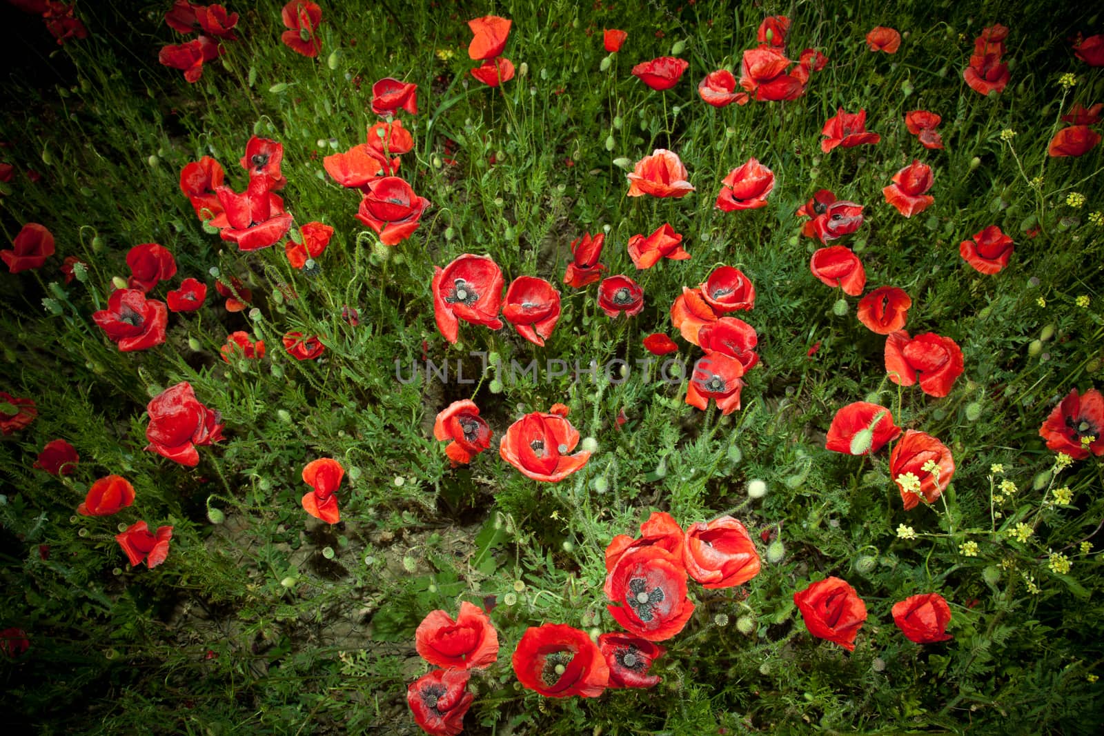 Red Poppy Flowers On The Spring Field