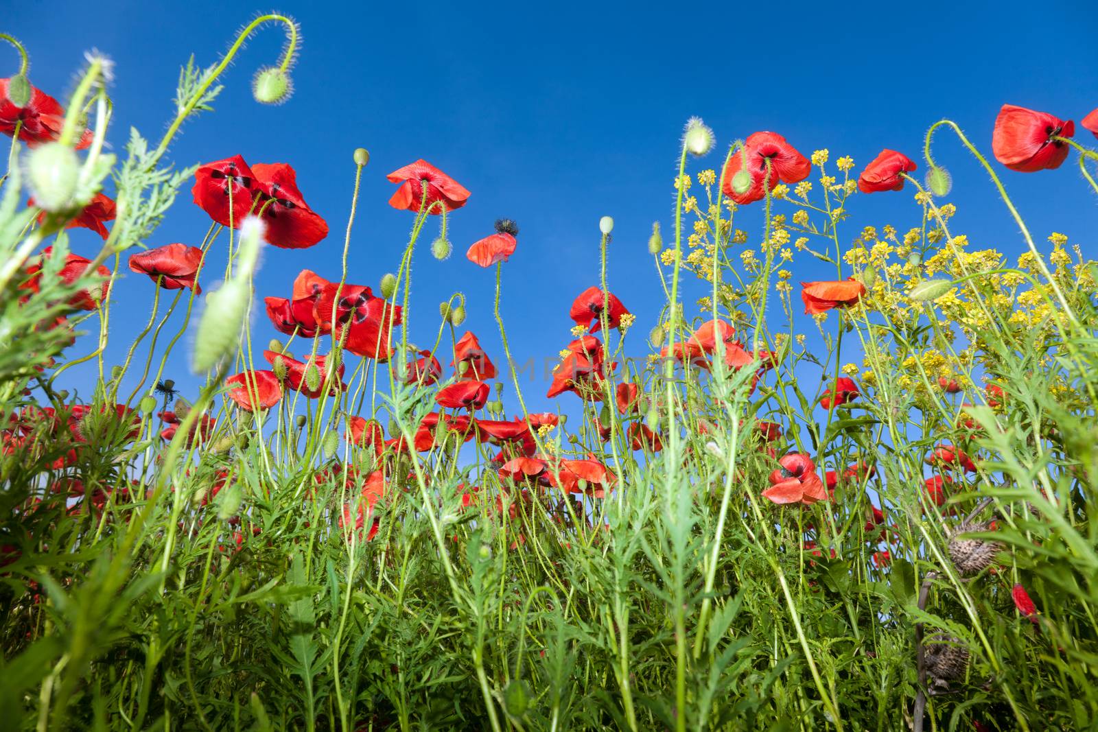 Poppy flowers against the blue sky. Flower meadow in springtime. Nature composition.