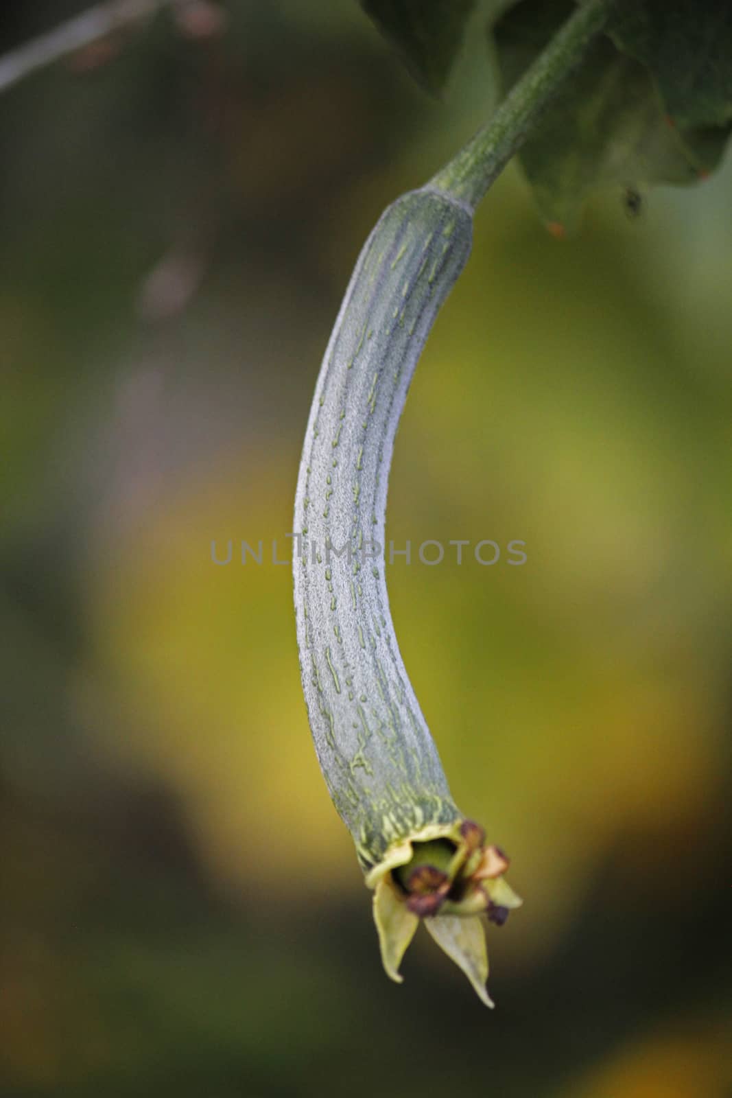 Luffa aegyptiaca, aka Egyptian cucumber by yands