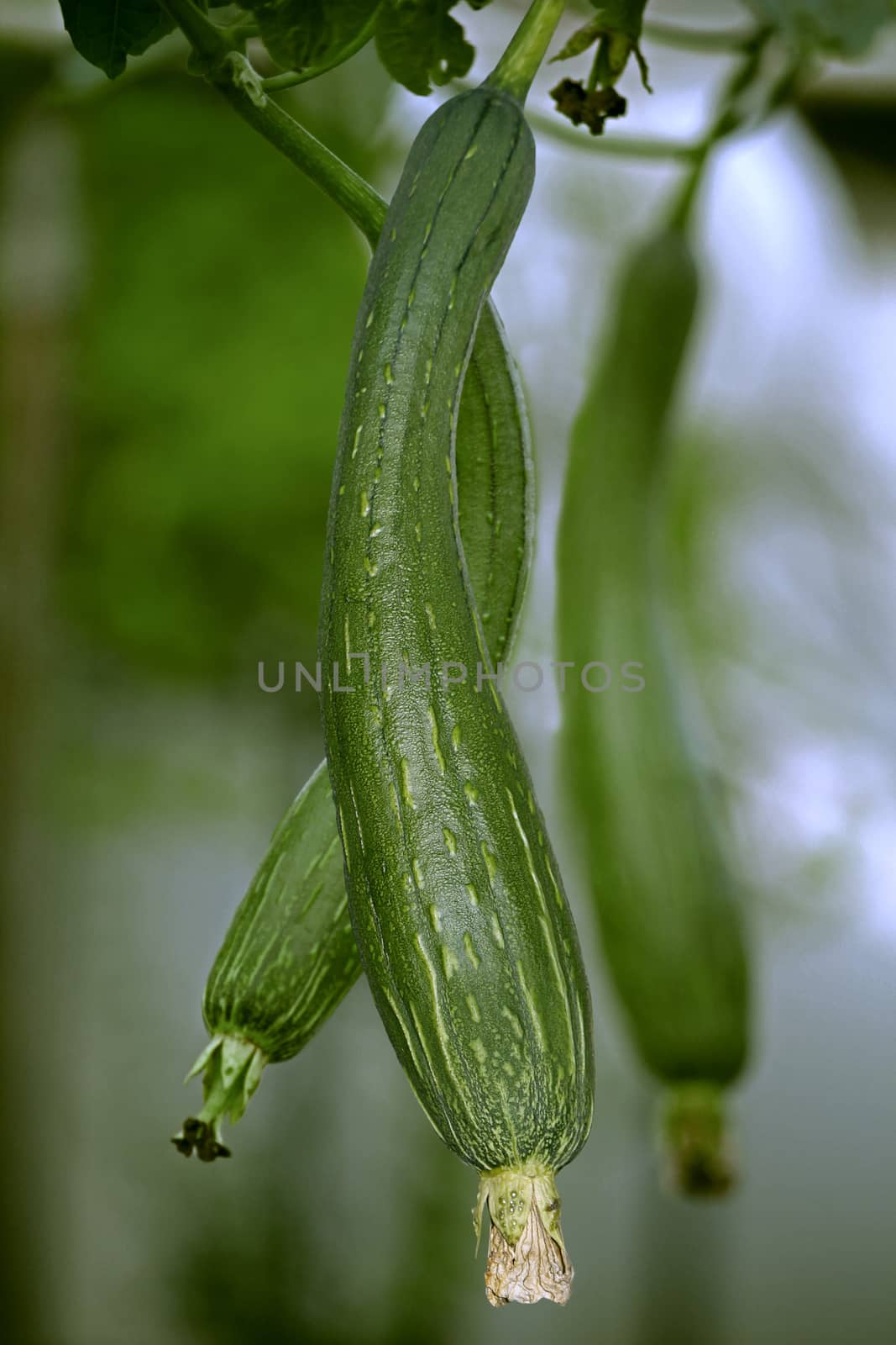 Luffa aegyptiaca, aka Egyptian cucumber by yands