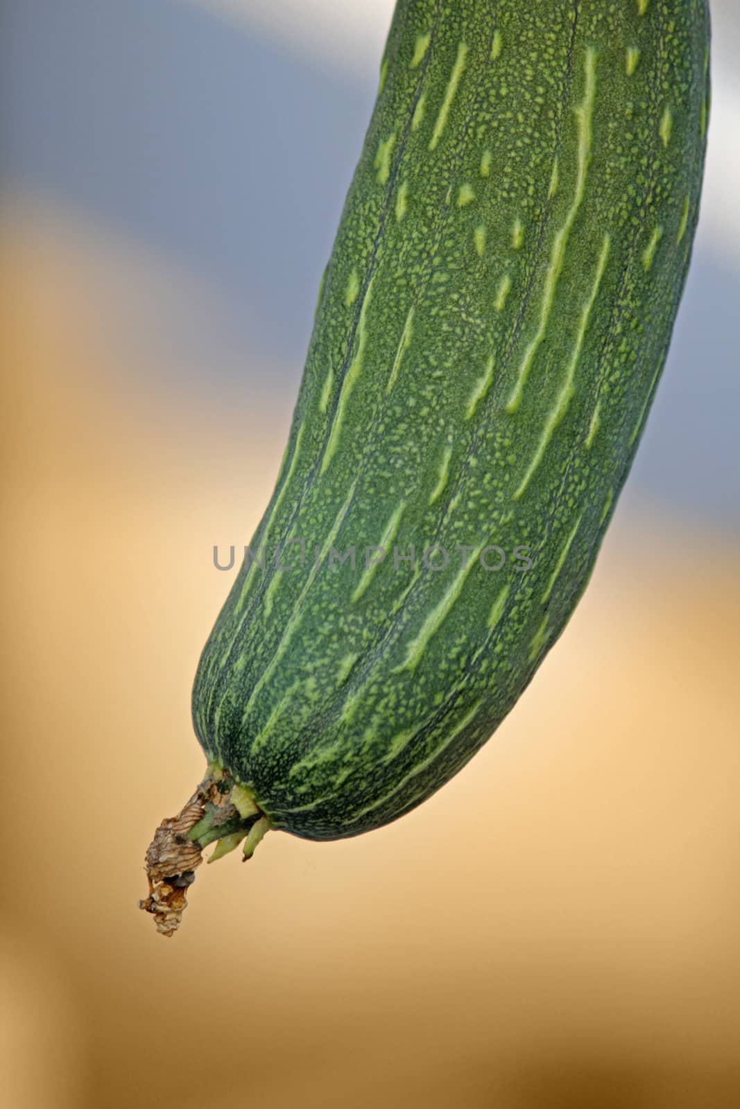 Luffa aegyptiaca, aka Egyptian cucumber by yands