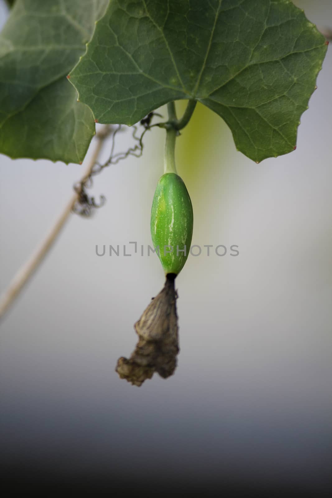 Coccinia grandis, the ivy gourd, also known as baby watermelon, little gourd, gentleman's toes, tindora or sometimes inaccurately identified as gherkin, is a tropical vine.
