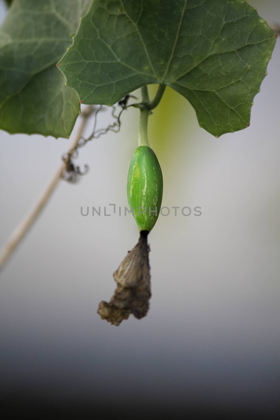 Coccinia grandis, ivy gourd, Cephalandra indica, Coccinia indica by yands